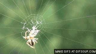 動土意思 為什麼會有蜘蛛網